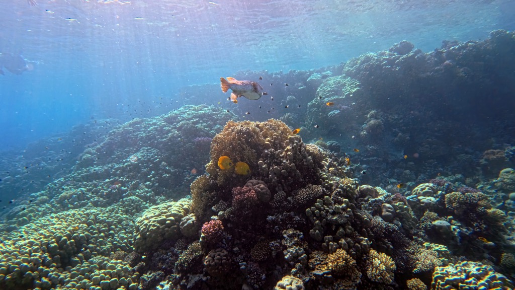 dive10