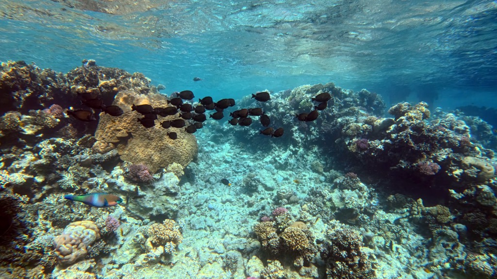 dive12