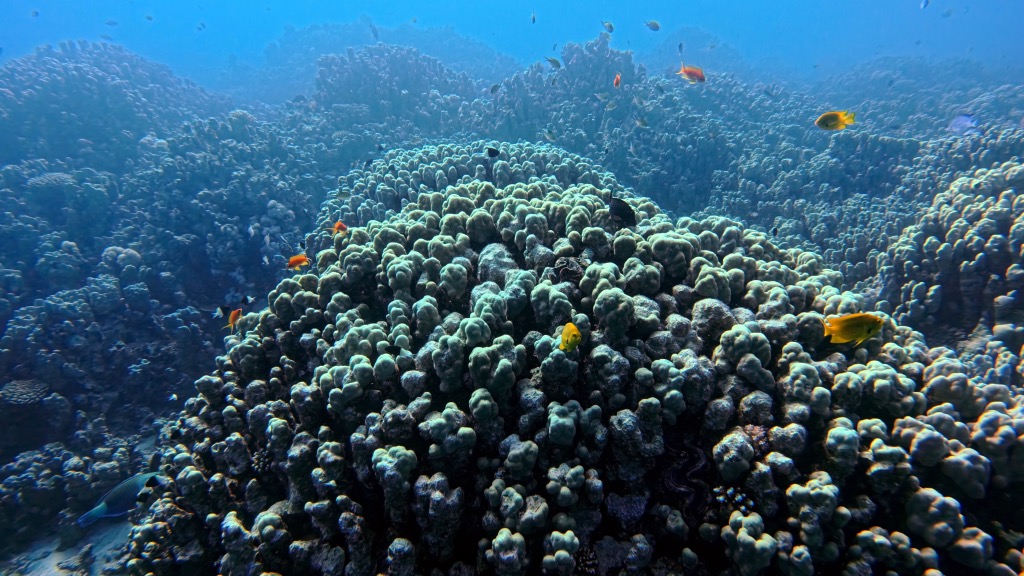 dive14