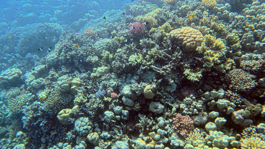 dive15